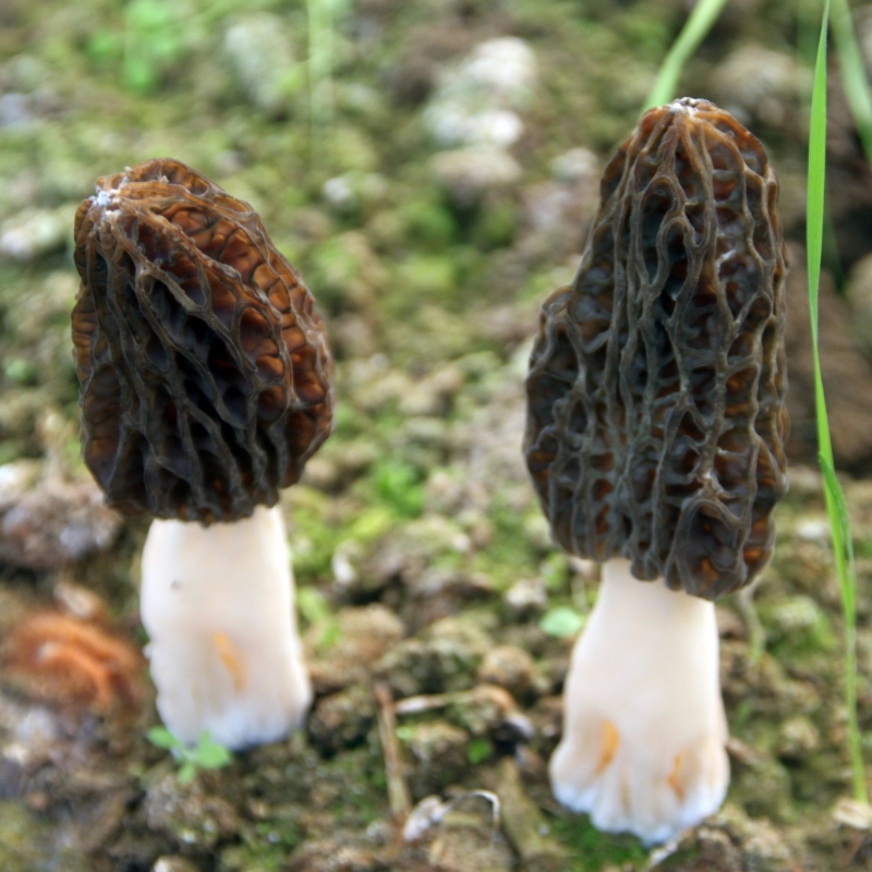 羊肚菌3