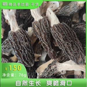 羊肚菌