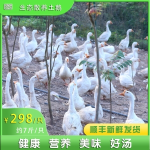土鵝